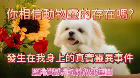 家裡有動物靈|【法霖知識】動物靈是善良的，還是危險的？－彰化法霖禪寺｜痞 